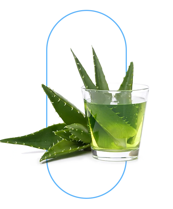 CAPE ALOE ALOE FEROX LEAF EXTRACT