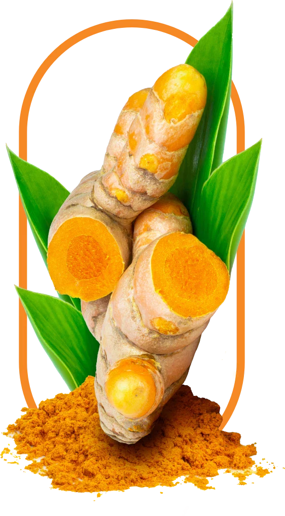 ORGANIC TURMERIC ROOT + CURCUMIN EXTRACT