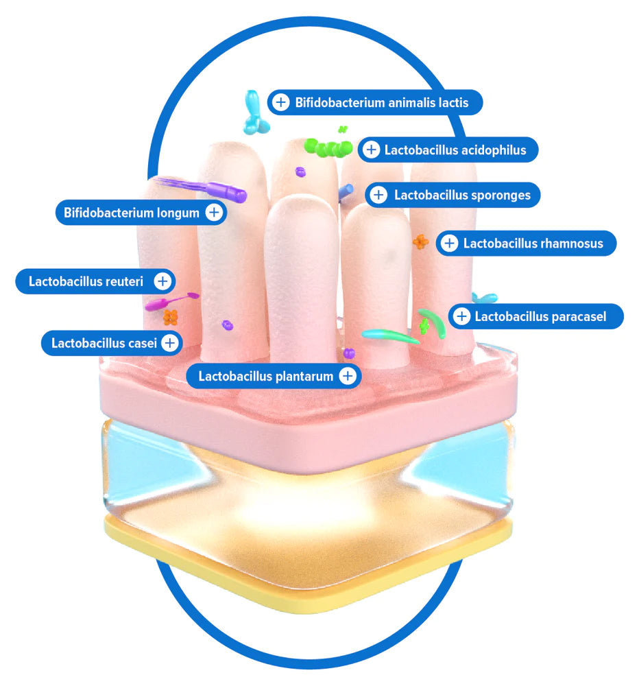 Super Probiotic Blend